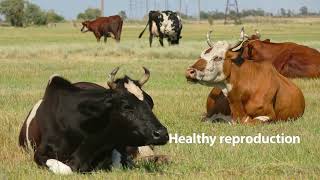 Optymax by Apical Revolutionizing Livestock Nutrition and Sustainable Animal Feed Solutions [upl. by Oryaj]