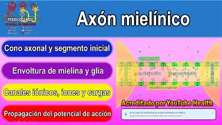 Axón mielínico  Axón neurona  Axones mielínicos  Conducción saltatoria del potencial de acción [upl. by Ylimme]