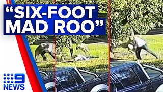 Victorian man fights feisty kangaroo in dramatic sixminute brawl  9 News Australia [upl. by Adnarahs]