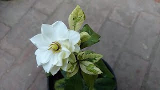 Gardenia Plant Ko Phool Lag Gia  What Is Care of Gardenia Plant [upl. by Elauqsap]