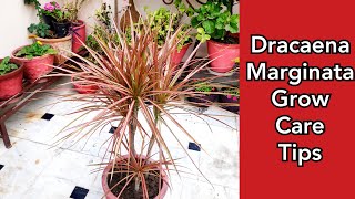 Dracaena marginata grow care tips dragon dracaena  how to grow cuttings of dracaena marginata [upl. by Geminian]