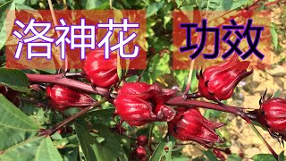 洛神花的功效和作用？洛神花泡酒的功效？洛神花的副作用！ [upl. by Colvert]