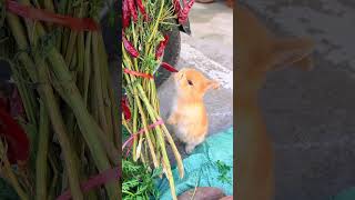 This little rabbit is from Chongqing right Cute pet debut plan Rabbit Rural cute pet [upl. by Diraf]