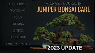 How To Care For Juniper Bonsai  2023  Updated Juniper Crash Course [upl. by Vins526]