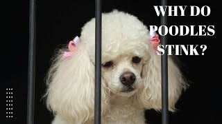 Why do Poodles Stink [upl. by Gosnell541]