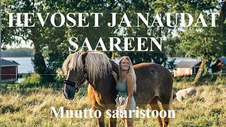 Hevoset ja naudat saareen  Muutto saaristoon [upl. by Ignacius]