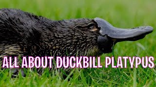 Duckbill Platypus Fun Facts Everything You Need To Know About Platypus  Tiggios Animal Facts [upl. by Luann]