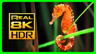 Incredible Seahorse Aquarium in 8K HDR  Soothing amp Relaxing Music  Relaxing Tv Art Screensaver [upl. by Silera]