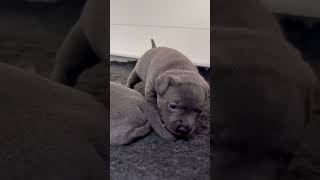 Cute puppy sleep growl snoring puppy staffy dog staffie staffylovers cutepuppy cuteanimal [upl. by Judye]