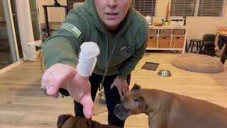 Review of Dog Ear Finger Wipes [upl. by Burleigh]