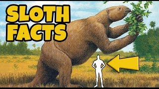 10 Interesting Facts About Sloths [upl. by Almire227]