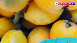 লোকাট ফল  Loquat Fruit  মৌলভীবাজার টিভি  Moulvibazar TV লোকাট Loquat Fruit Moulvibazartv [upl. by Arriat780]