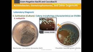 Acinetobacter and Stenotrophomonas [upl. by Redleh]