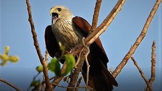 The cry of a Brahminy Kite [upl. by Naeloj]