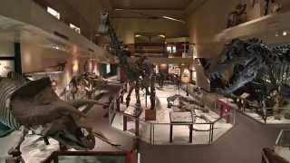 Secrets of the Fossil Hall [upl. by Eniak]