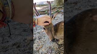 There are many wild deer in Miyajima Itsukushima Japan [upl. by Ramled]