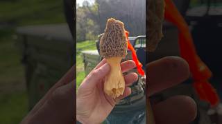 Morchella esculenta Morel coopeduo outdoors hiking mushroom best like youtubeshorts [upl. by Notned]