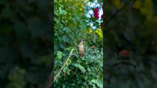 Tiny chirper ✨ asmr hummingbirds allenshummingbird [upl. by Notneiuq939]