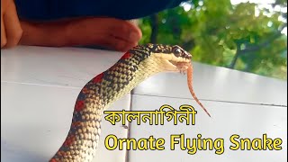 কালনাগিনী  Ornate Flying Snake [upl. by Cohe380]