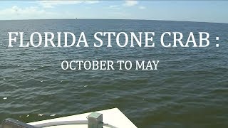 Florida Stone Crab October to May [upl. by Neillij]