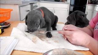 Weimaraner puppies first meal 22 days old [upl. by Anaher]