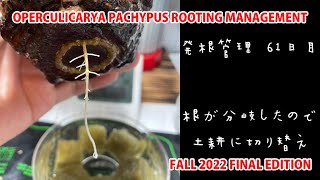 OPERCULICARYA PACHYPUS ROOTING MANAGEMENT FALL 2022 FINAL EDITION [upl. by Sasnett]