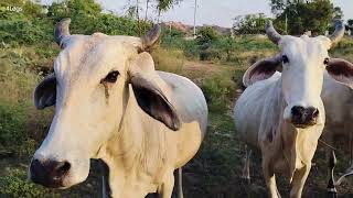 Group of White Cows  White Cows Video for Kids [upl. by Nicks]