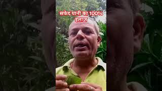 सफेद पानी का 100 इलाज l Safed Pani Aana ytshorts healthvideo [upl. by Yeltrab]