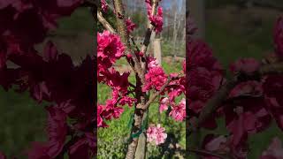 10 Flowering Fruit trees and bushes in MidMarch gardening garden flowers [upl. by Damle]