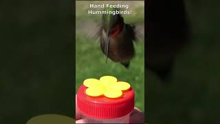 HAND FEEDING Hummingbirds  LEARN HOW [upl. by Drawoh714]