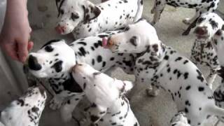 Funny Peanut Butter Dalmatian Insanity [upl. by Cartan]