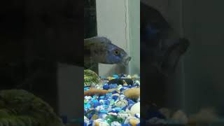 Male Fossochromis Rostratus Hybrid Cichlid fish aquaria [upl. by Blondell]