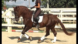 Quality PRE stallion for upper dressage [upl. by Ferris858]