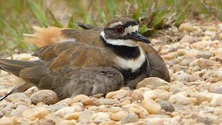 killdeer broken wing act [upl. by Aisul]