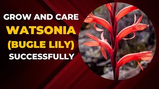 You Can Grow And Care for Watsonia Bugle Lily Successfully [upl. by Fedak]