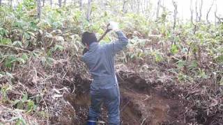 Sampling Podzol soil in Hokkaido [upl. by Robyn171]