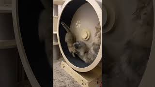 你跑这么快干啥？……我招惹你了？😻shorts 猫 猫咪 cat catvideos catlover britishshorthair ねこ [upl. by Aylad]