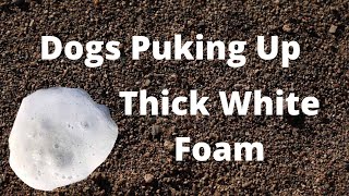 What Does Thick White Foam Vomit In Dogs Mean [upl. by Mallory]