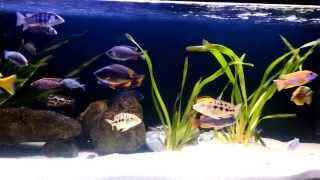 African Cichlids 450L Tank [upl. by Maya318]