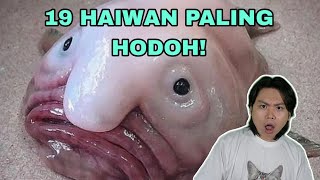 19 Haiwan Paling Hodoh Di Dunia [upl. by Newo313]