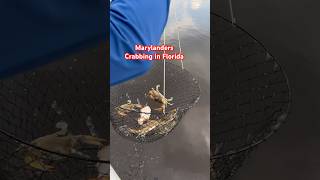 Blue crabs 🦀 crabbing in Florida floridacrabbing crabbing crab crabseason marylandbluecrabs [upl. by Elleyoj]