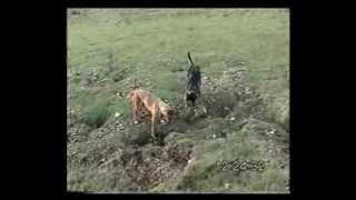 Lurcher training field craft from 12 months on part 2 [upl. by Etsirk]