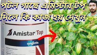 পটল গাছে এমিস্টার টপ দিলে কি কাজ হয় দেখুনএমিস্টার টপ এর কাজ কিamistar top syngenta bangla [upl. by Doomham]