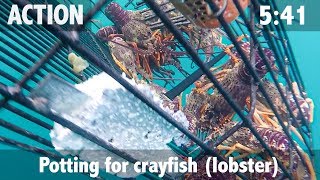 Potting Crayfish in Kaikoura New Zealand [upl. by Marchak]