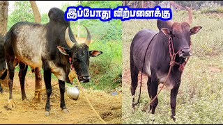 இப்போது விற்பனைக்கு இந்த காளை [upl. by Leiahtan]