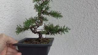 Bonsai juniperus [upl. by Asylla288]