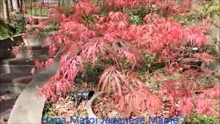 Japanese Maples False Spring Hard Freeze [upl. by Sage]