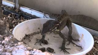 Basiliscus basiliscus attack [upl. by Marys]