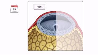 General Embryology  Detailed Animation On Gastrulation [upl. by Eednyl768]