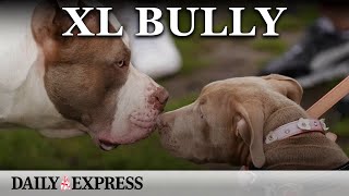 Neighbour feared XL bully dogs that killed owner were dangerous [upl. by Angil]